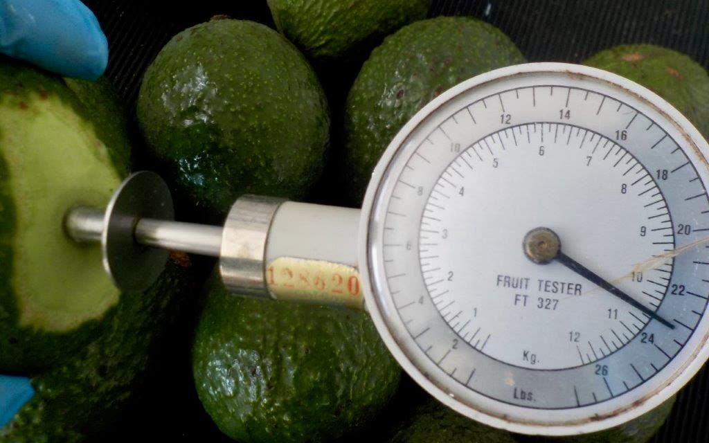 Qualitätskontrolle: Festigkeitsmessung an Avocados mit dem Penetrometer